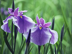 �C�x���g�Љ�ʐ^